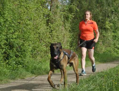 Comment gérer l’agressivité entre chiens durant les promenades ?